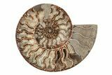 Agatized, Cut & Polished Ammonite Fossil - Madagasar #191585-4